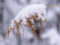 Schilfähre im Schneemantel